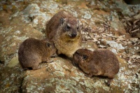 Daman skalni - Procavia capensis - Rock Hyrax o0598